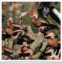 Black-Bellied Whistling Duck - Crowd Black-Bellied Whistling Duck - Crowd